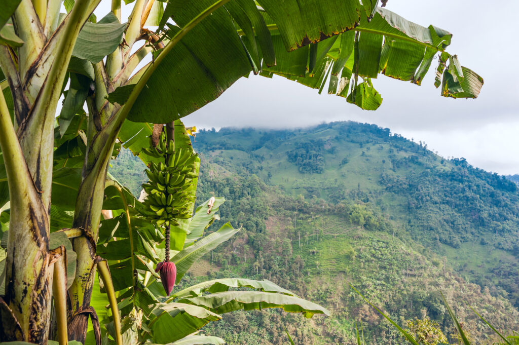 Ecuador banana